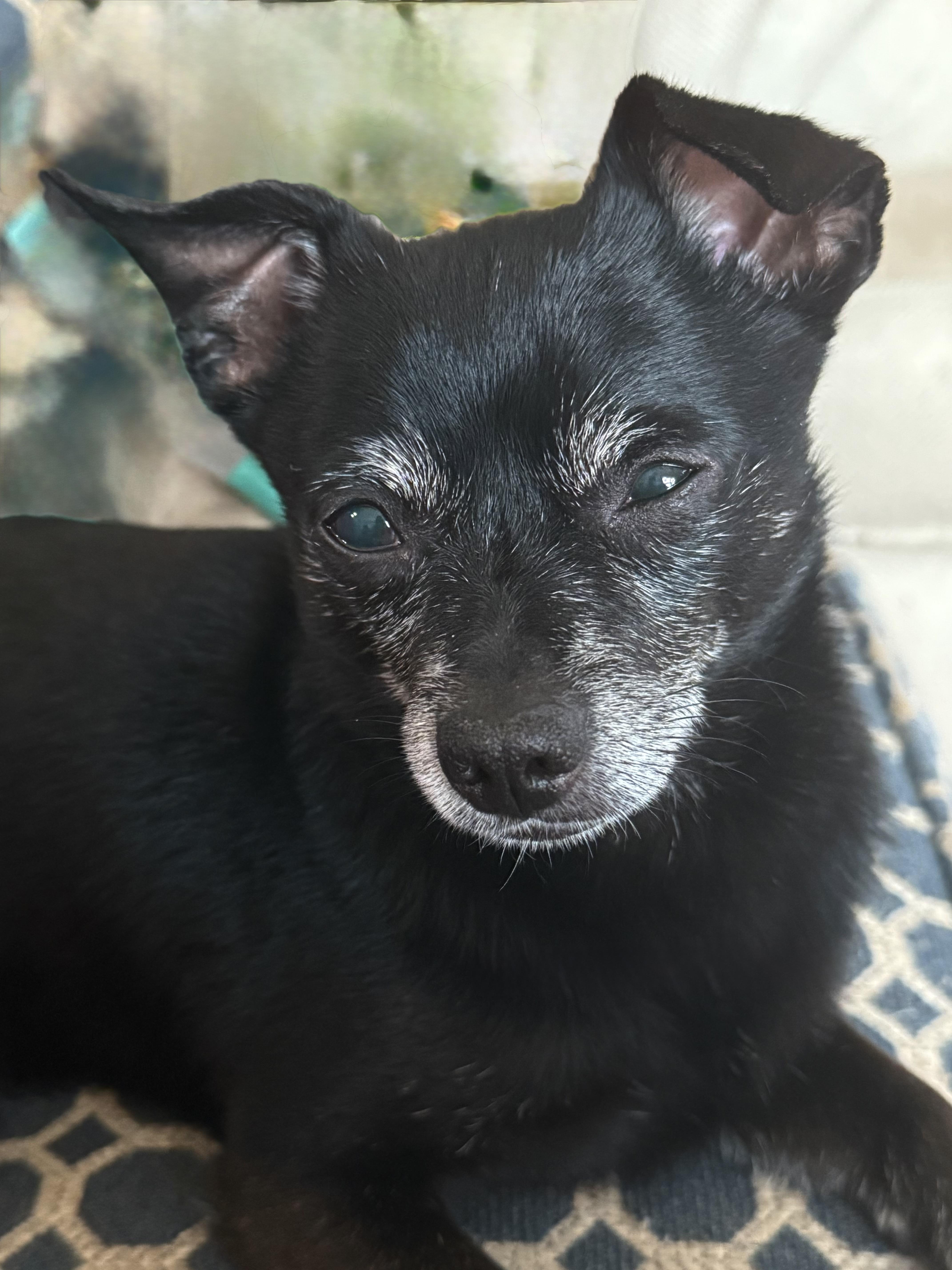 Duke of Sarasota, ADOPTABLE, Adult Male Chihuahua.