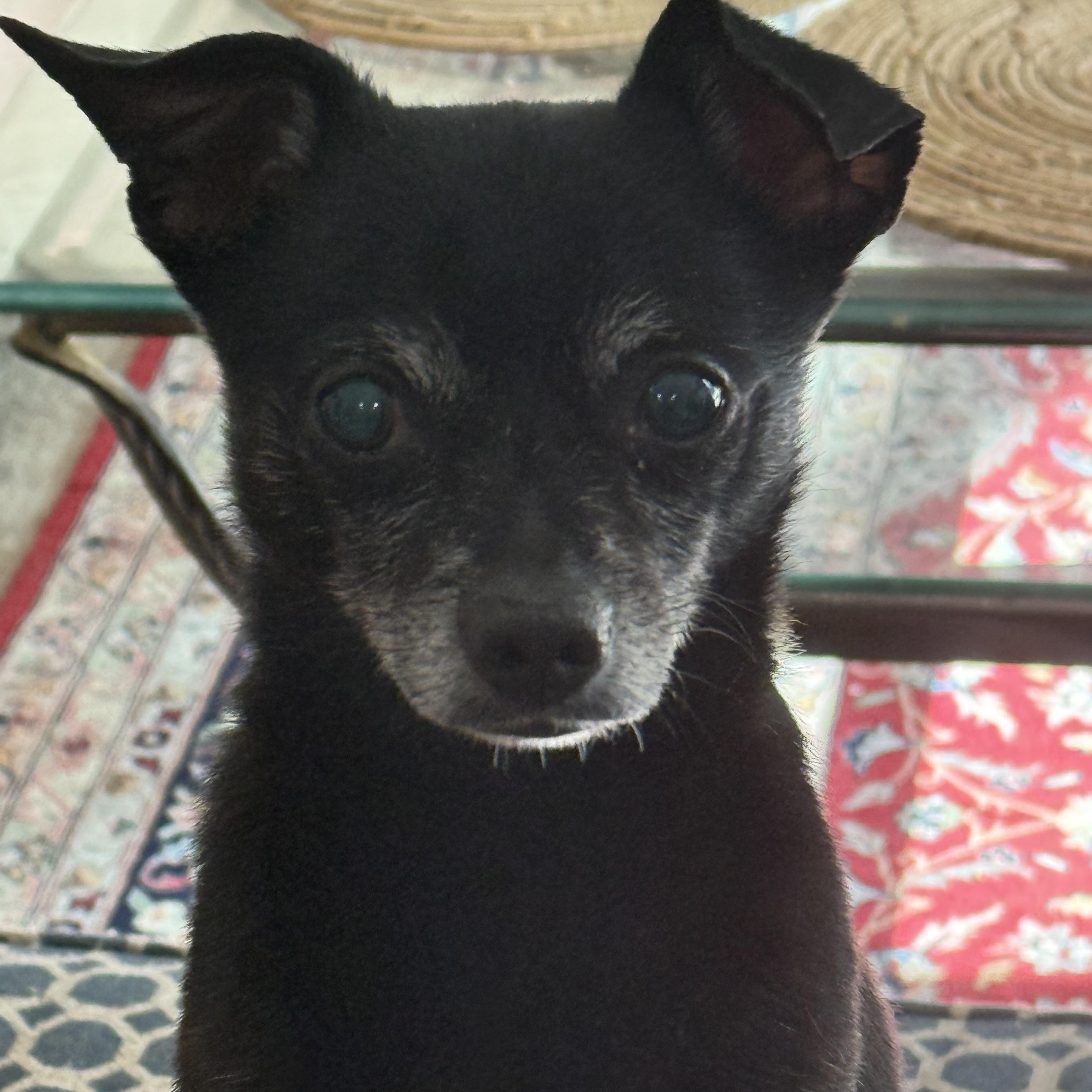 Duke of Sarasota, a ADOPTABLE Chihuahua in Bradenton, FL image 5/6
