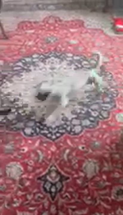Enlarge Duke of Sarasota, a ADOPTABLE Chihuahua in Bradenton, FL video 3/6