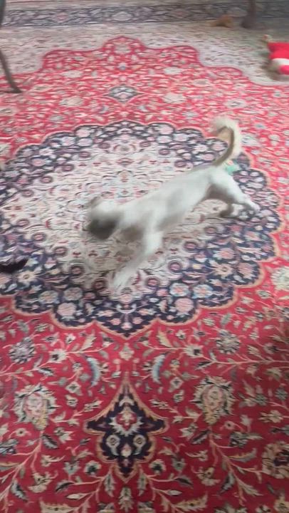 Enlarge Duke of Sarasota, a ADOPTABLE Chihuahua in Bradenton, FL video 6/6