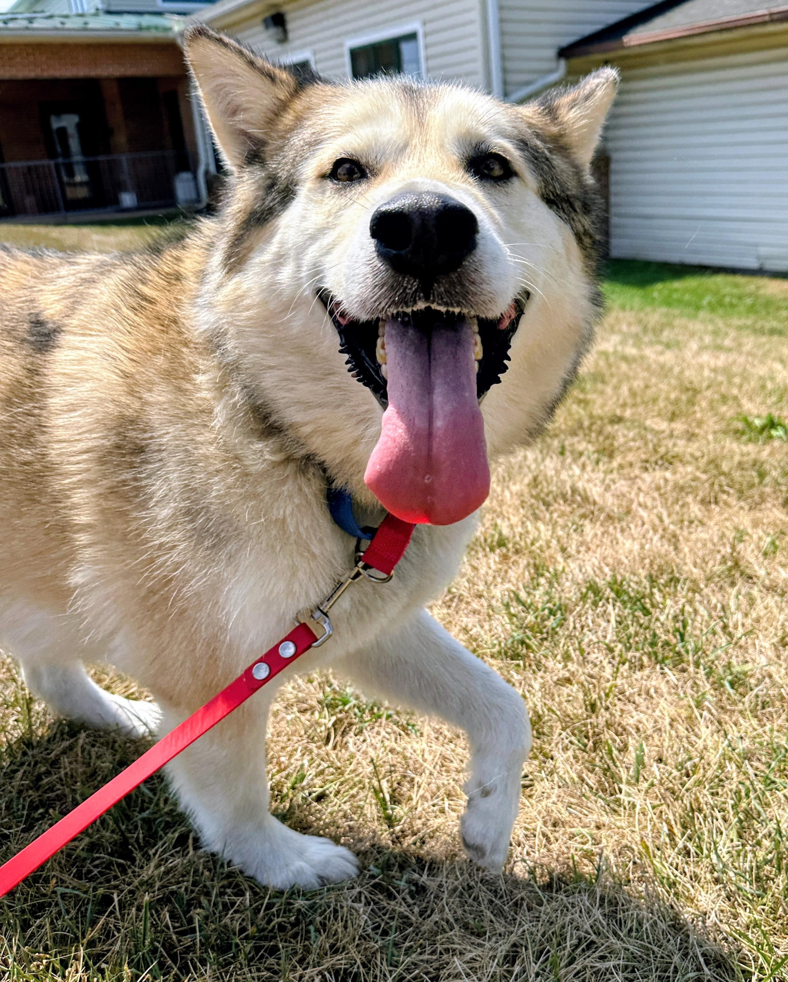 Mackie, a Adopted Alaskan Malamute in Gaithersburg, MD image 1/3