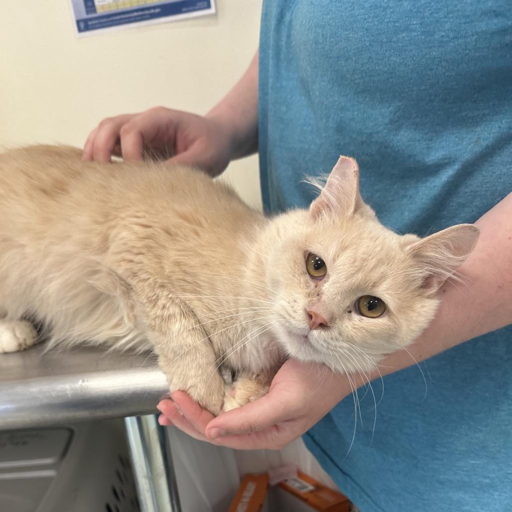 Enlarge Cedar(Suiter 8), a Adoptable Domestic Long Hair in Galax, VA image 1/6