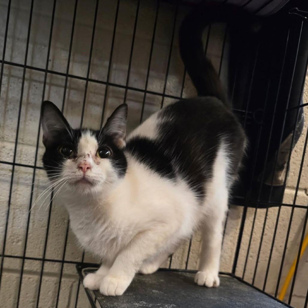 Enlarge Cedar(Suiter 8), a Adoptable Domestic Long Hair in Galax, VA image 2/6