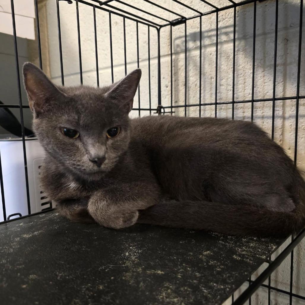 Enlarge Cedar(Suiter 8), a Adoptable Domestic Long Hair in Galax, VA image 3/6