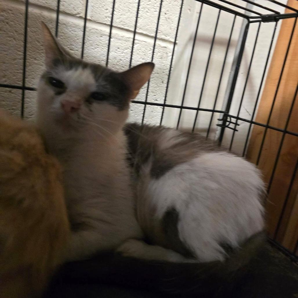 Enlarge Cedar(Suiter 8), a Adoptable Domestic Long Hair in Galax, VA image 4/6