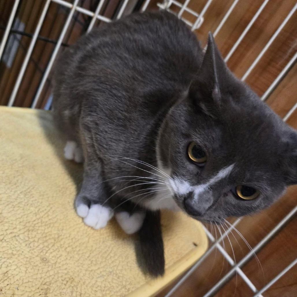 Enlarge Cedar(Suiter 8), a Adoptable Domestic Long Hair in Galax, VA image 5/6