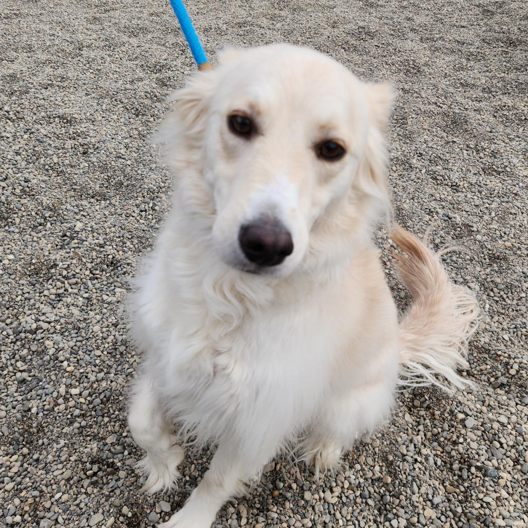 Penny, Adoptable, Young Female American Eskimo Dog & Chow Chow.