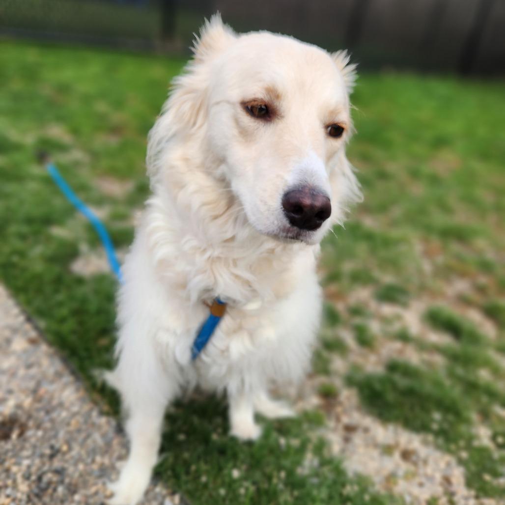 Enlarge Penny, a Adoptable mixed breed in Fort Wayne, IN image 2/4