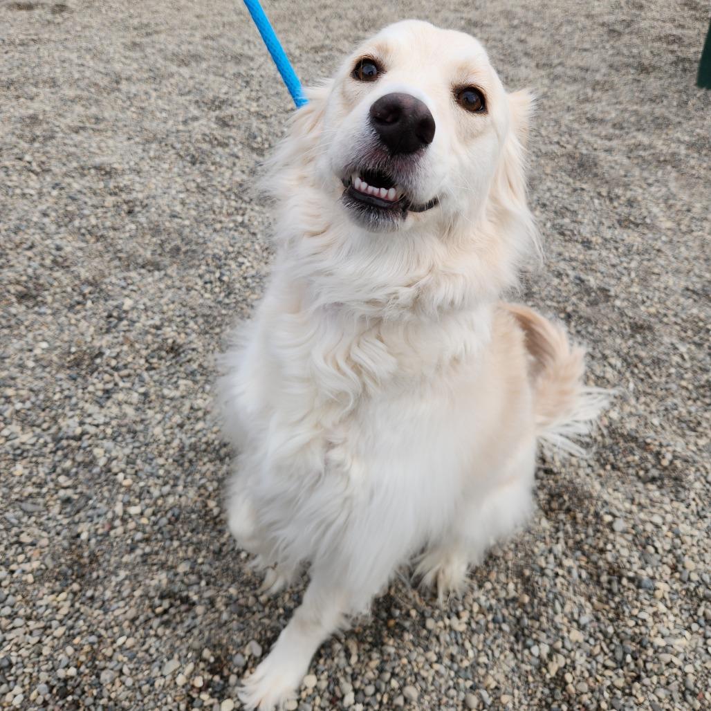 Enlarge Penny, a Adoptable mixed breed in Fort Wayne, IN image 3/4