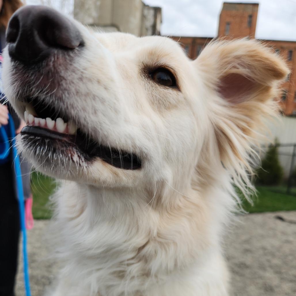Enlarge Penny, a Adoptable mixed breed in Fort Wayne, IN image 4/4