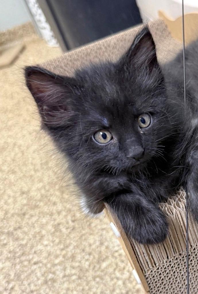 Hawk, Adopted, Kitten Male Domestic Medium Hair.