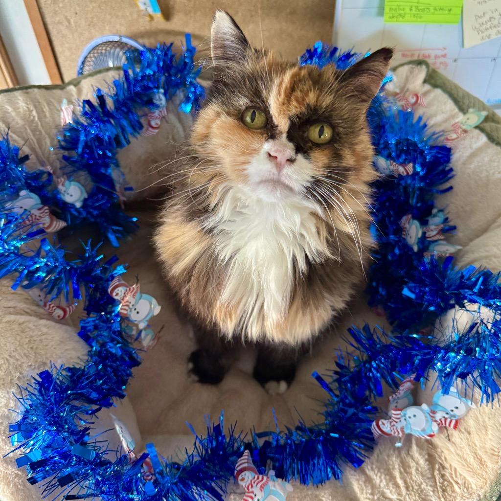 Enlarge Munchy, a Adopted Domestic Long Hair in Cambria, CA image 6/6