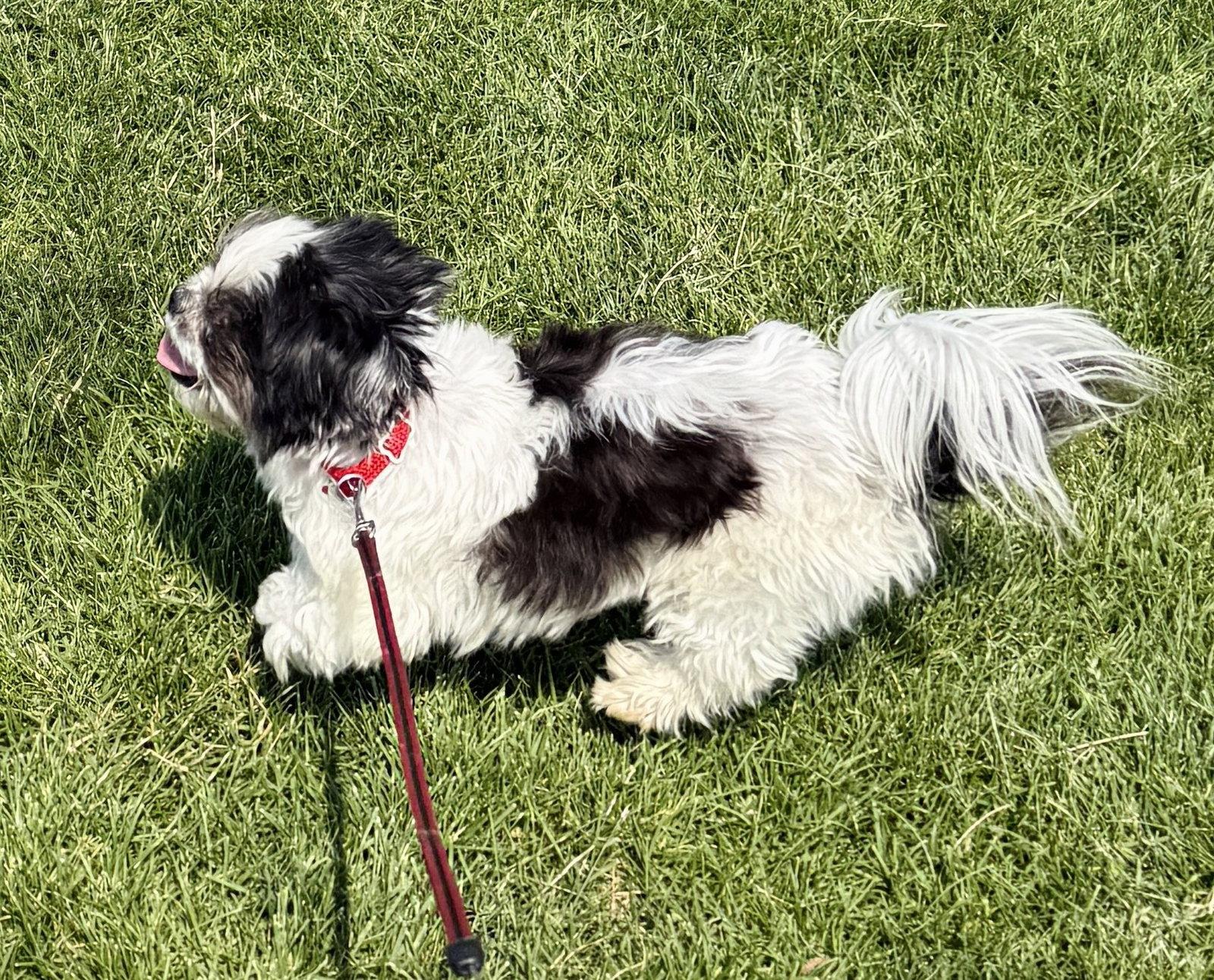 Panda, Adoptable, Adult Female Shih Tzu.