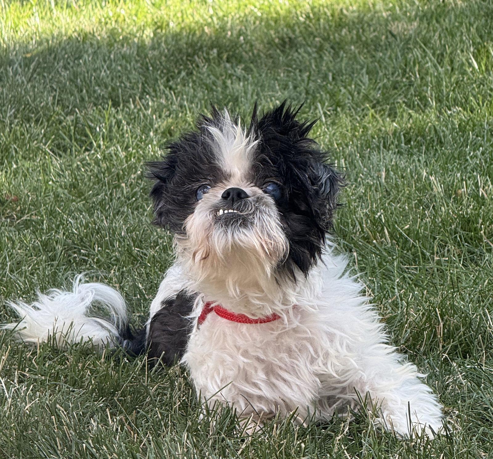Enlarge Panda, a Adoptable Shih Tzu in Evergreen, CO image 2/3