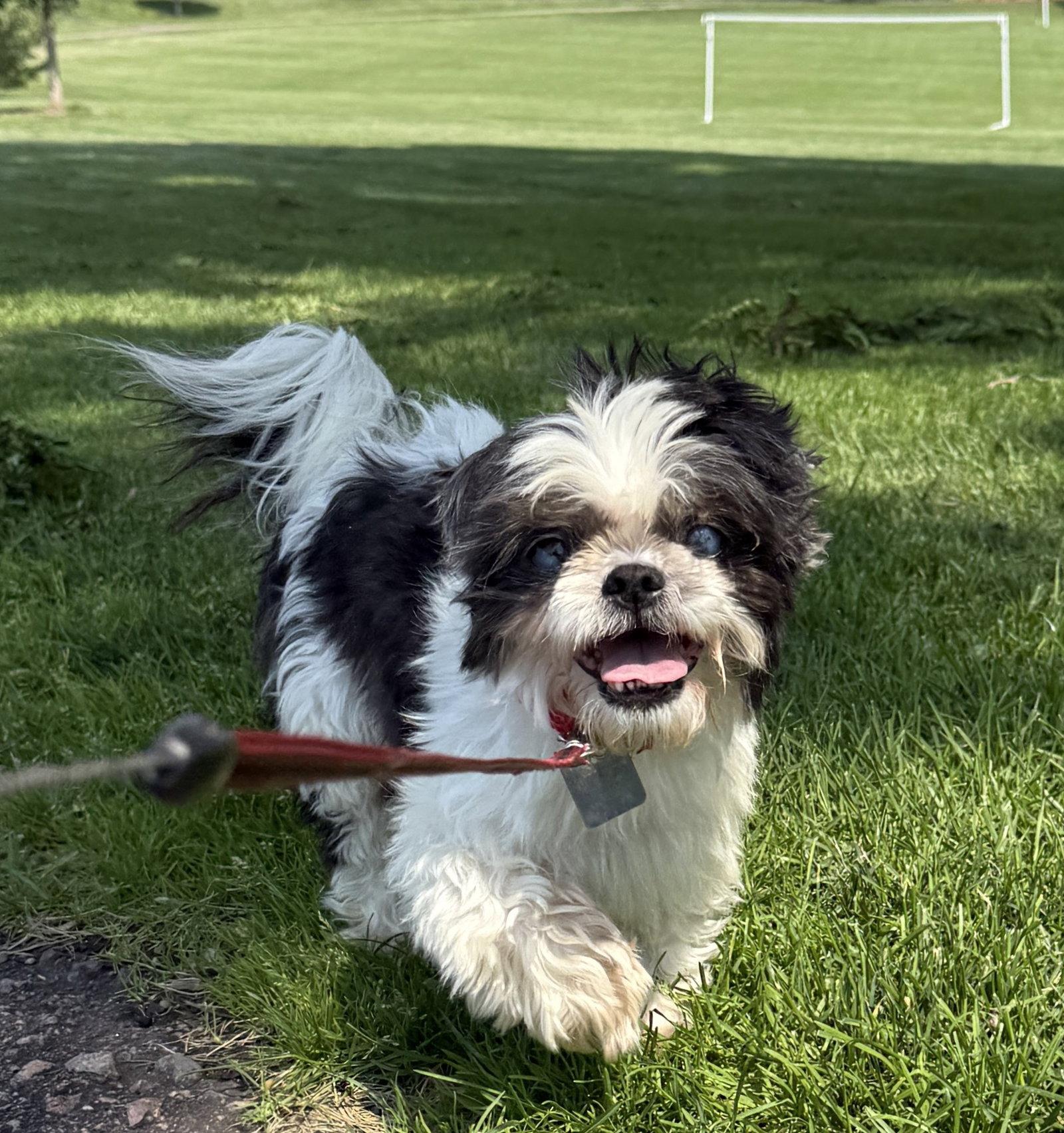 Enlarge Panda, a Adoptable Shih Tzu in Evergreen, CO image 3/3