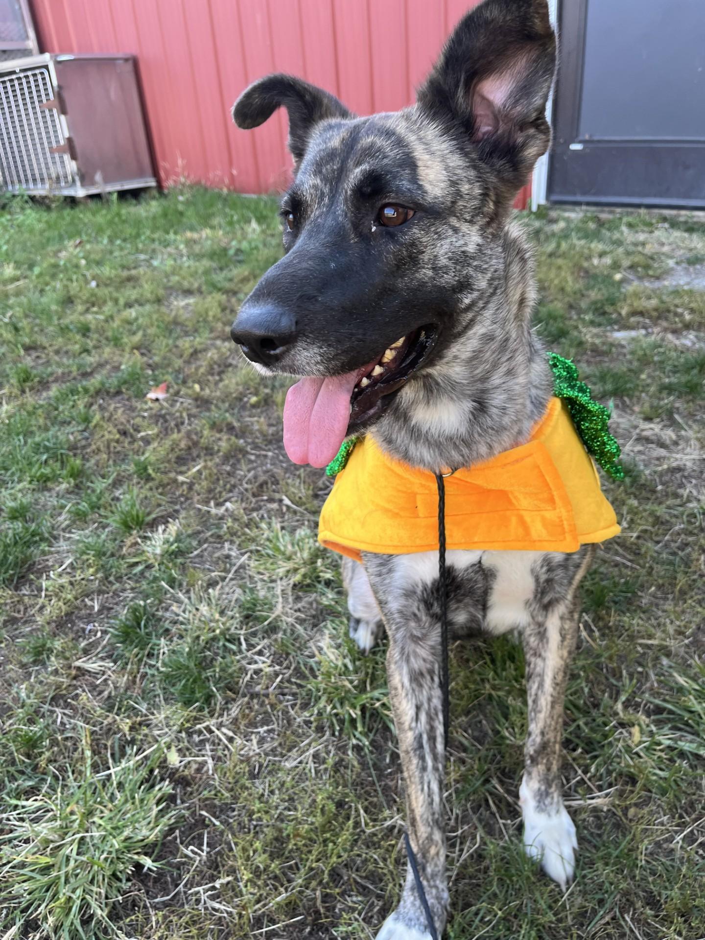 Enlarge Bella, a Adoptable mixed breed in Upper Sandusky, OH image 1/5