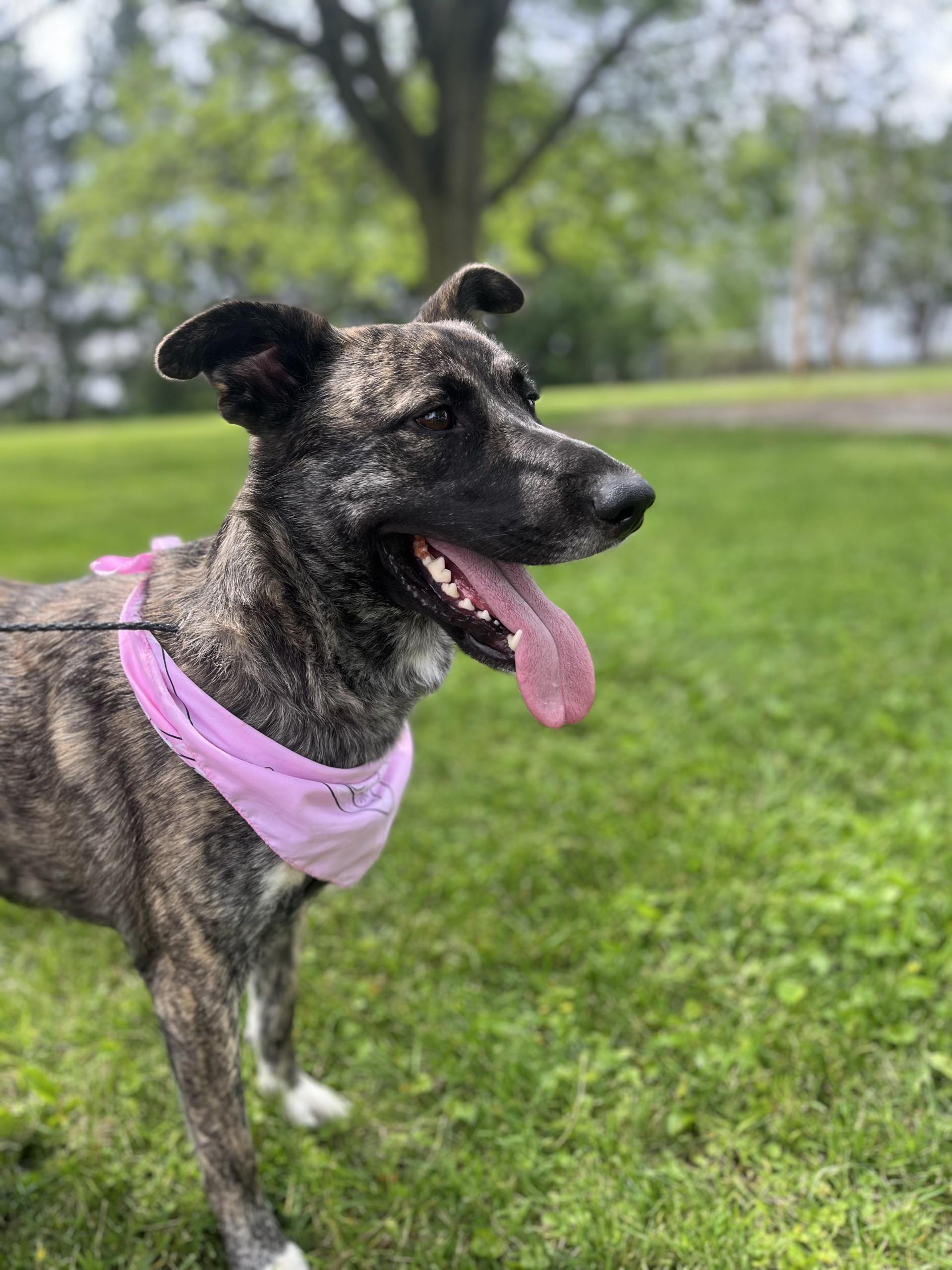 Enlarge Bella, a Adoptable mixed breed in Upper Sandusky, OH image 3/5