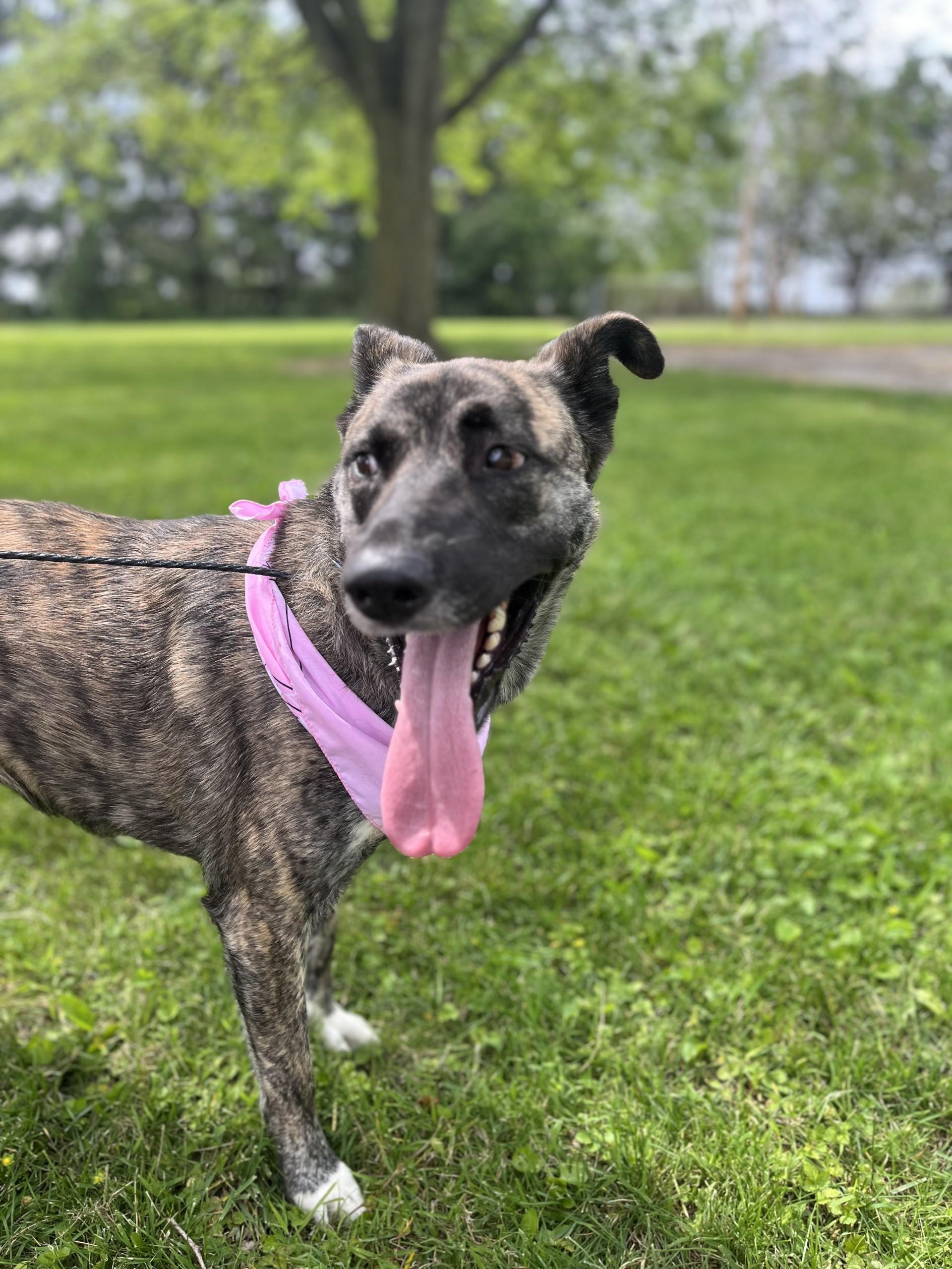 Enlarge Bella, a Adoptable mixed breed in Upper Sandusky, OH image 5/5