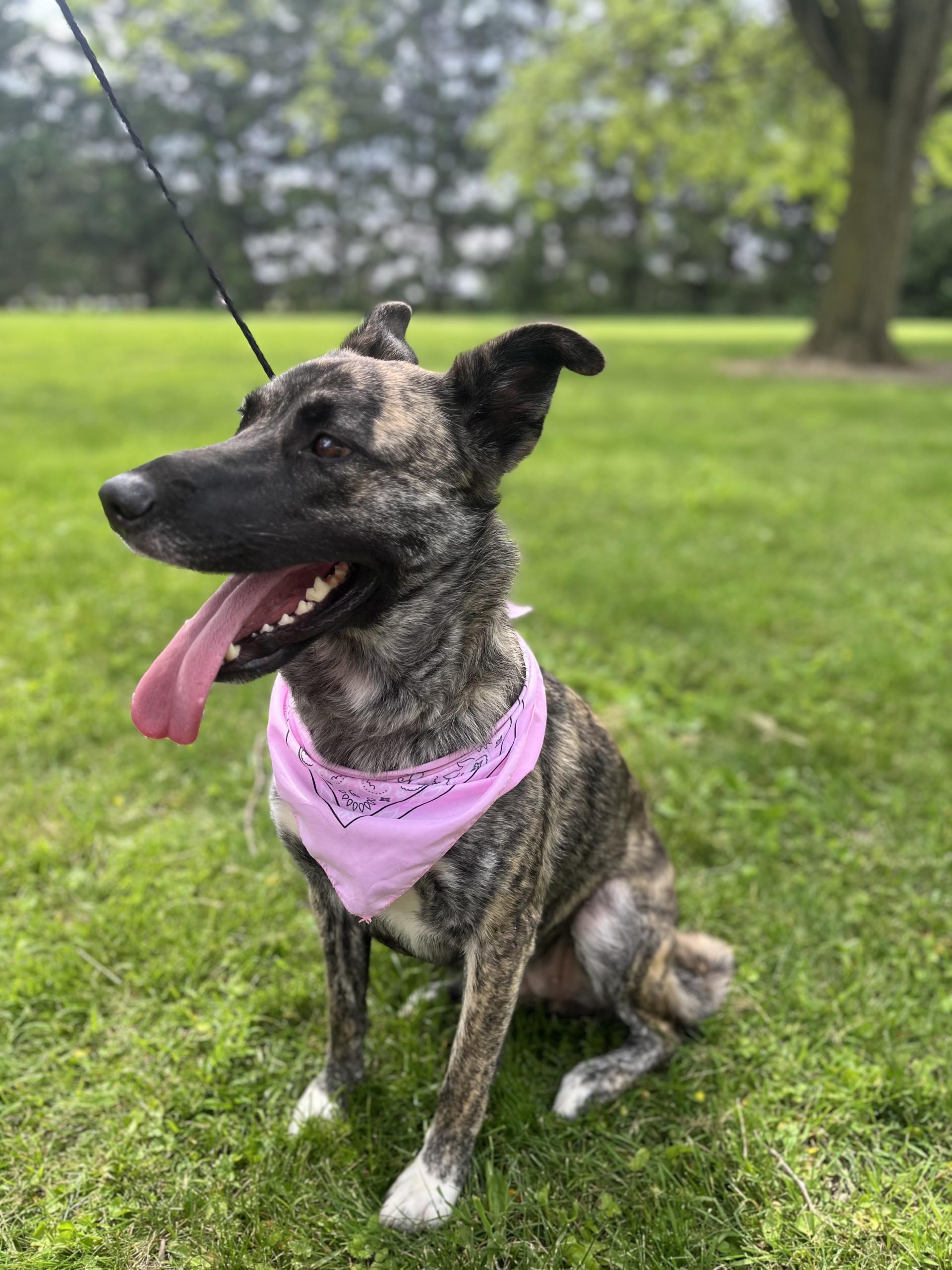 Enlarge Bella, a Adoptable mixed breed in Upper Sandusky, OH image 4/5