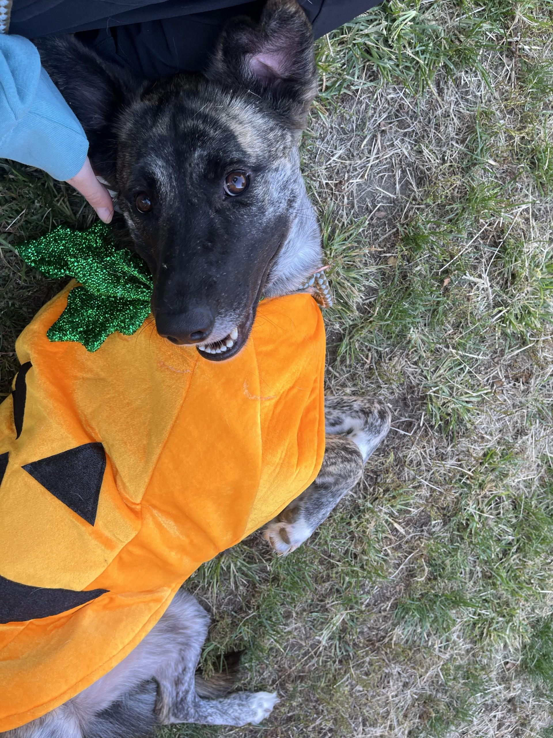 Enlarge Bella, a Adoptable mixed breed in Upper Sandusky, OH image 2/5