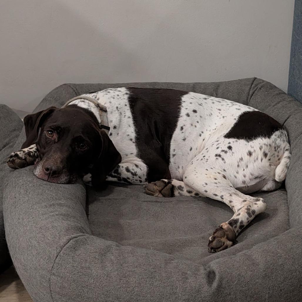 Krystel, Adoptable, Adult Female German Shorthaired Pointer & Mixed Breed.