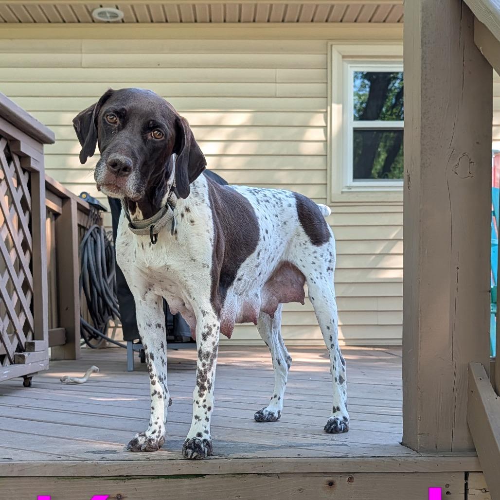 Krystel, a Adoptable mixed breed in Fredericksburg, VA image 2/6