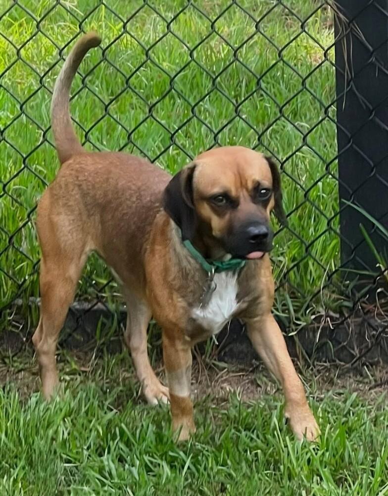 Brownie aka Browny #A-143395 🇨🇦, Adoptable, Adult Male Chihuahua & Dachshund.