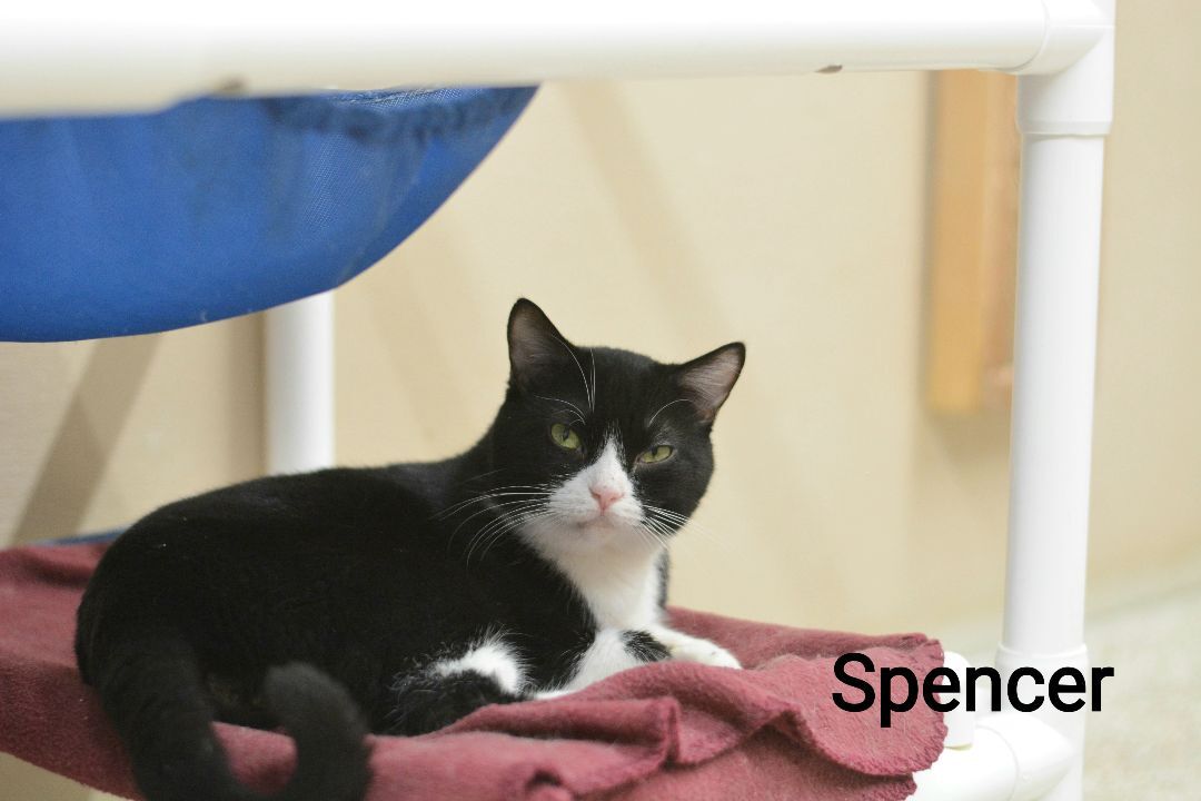 Spencer, an adopted Domestic Short Hair in Carneys Point, NJ_image-1