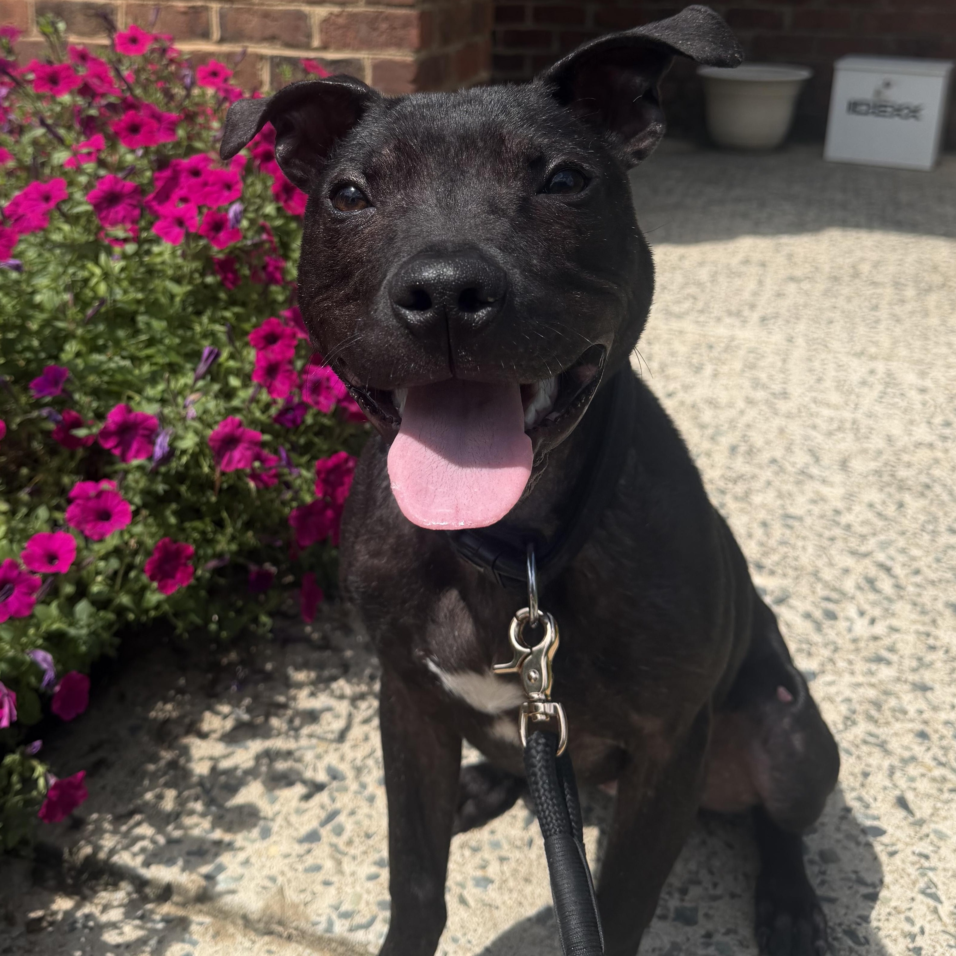 Enlarge Marvin, a Adoptable Mixed Breed in Charlotte, NC image 1/6