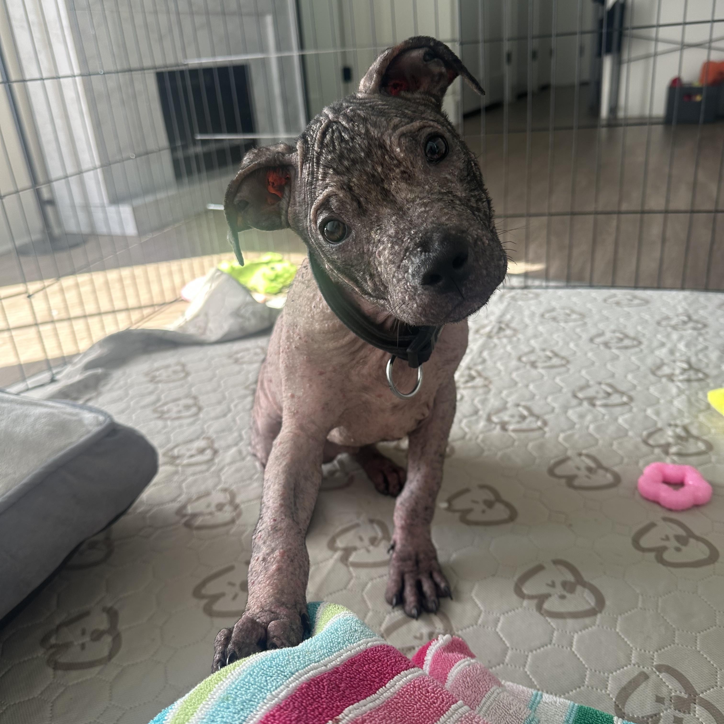 Enlarge Marvin, a Adoptable Mixed Breed in Charlotte, NC image 1/4