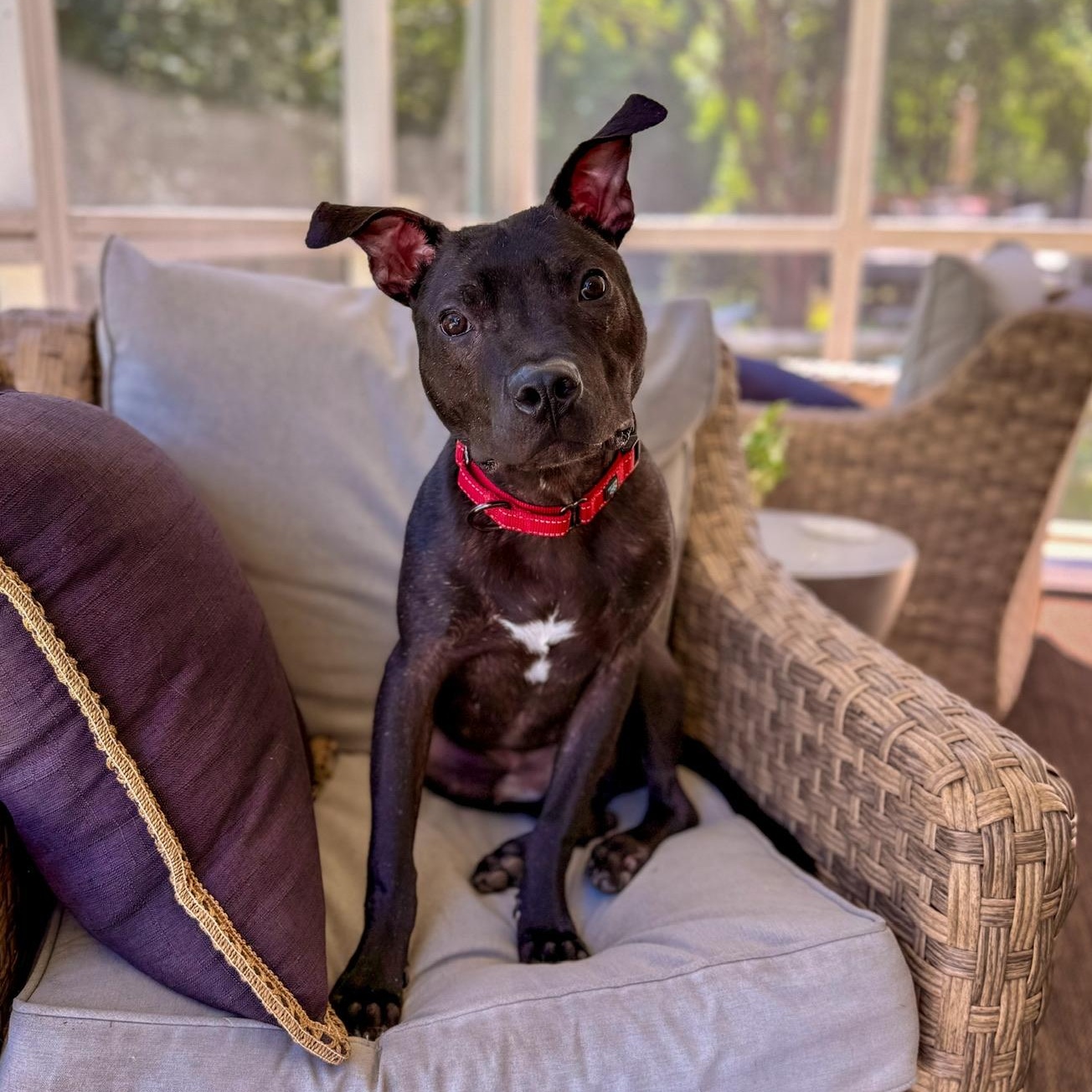Enlarge Marvin, a Adoptable Mixed Breed in Charlotte, NC image 4/6