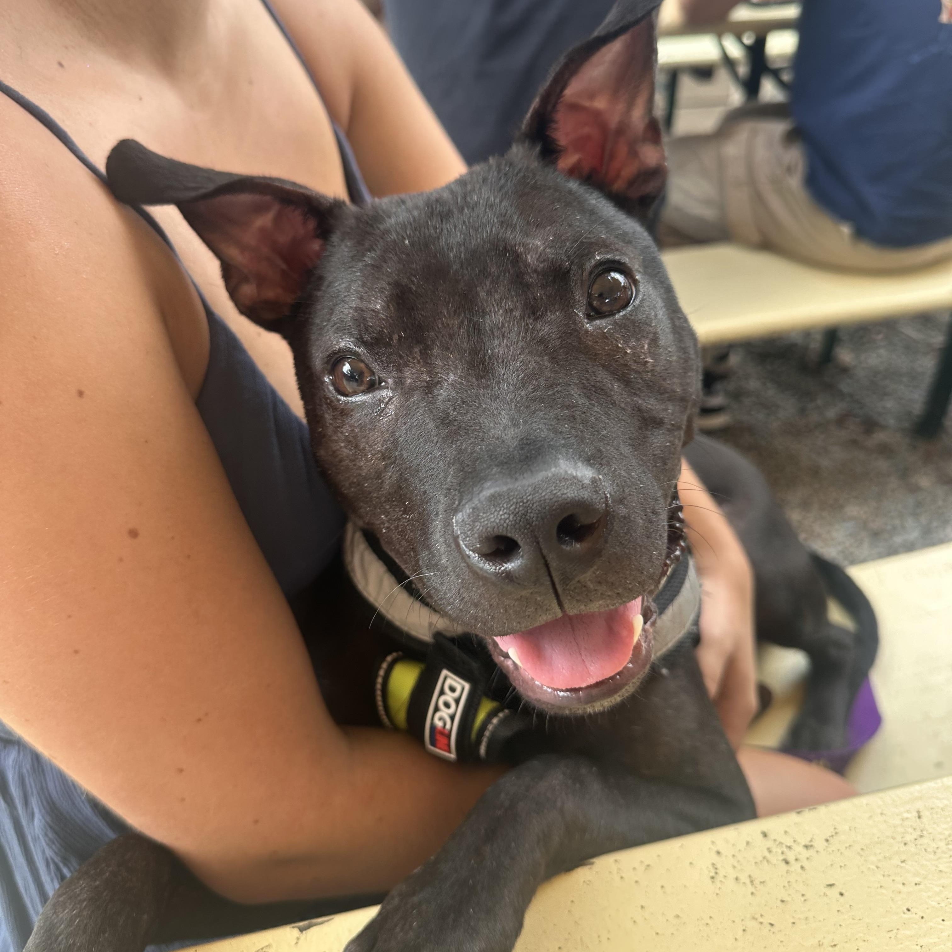 Enlarge Marvin, a Adoptable Mixed Breed in Charlotte, NC image 3/6