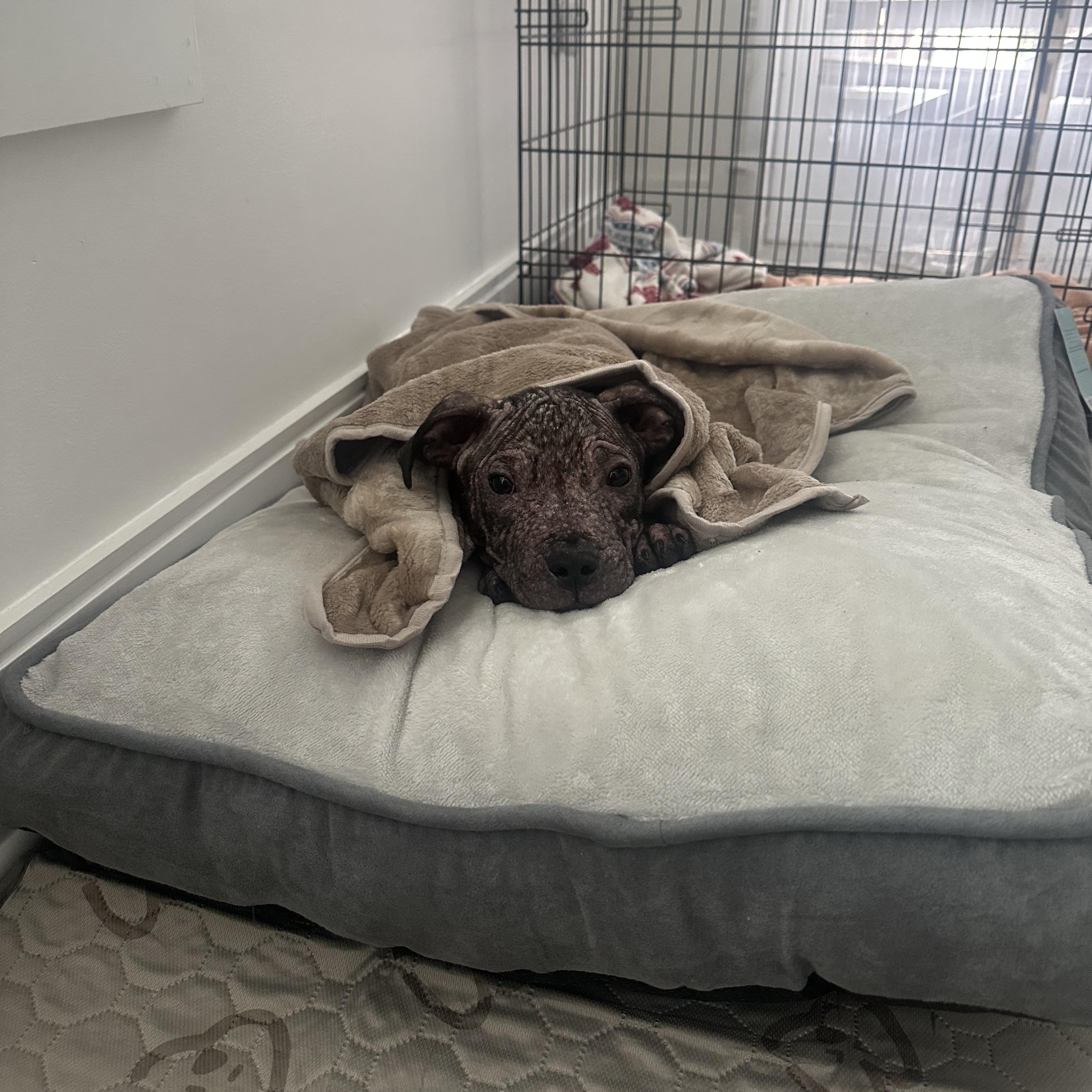 Enlarge Marvin, a Adoptable Mixed Breed in Charlotte, NC image 2/4