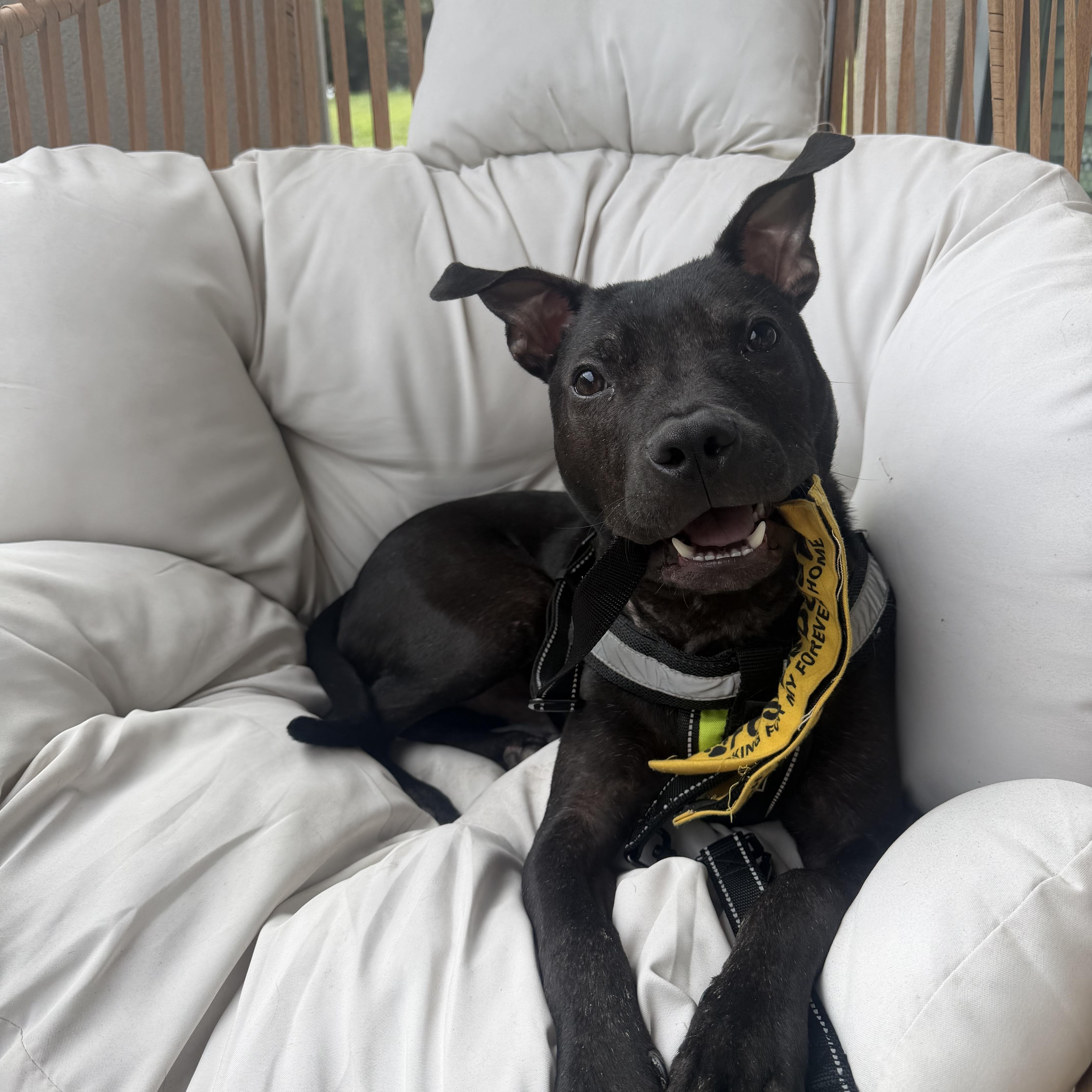 Enlarge Marvin, a Adoptable Mixed Breed in Charlotte, NC image 2/6
