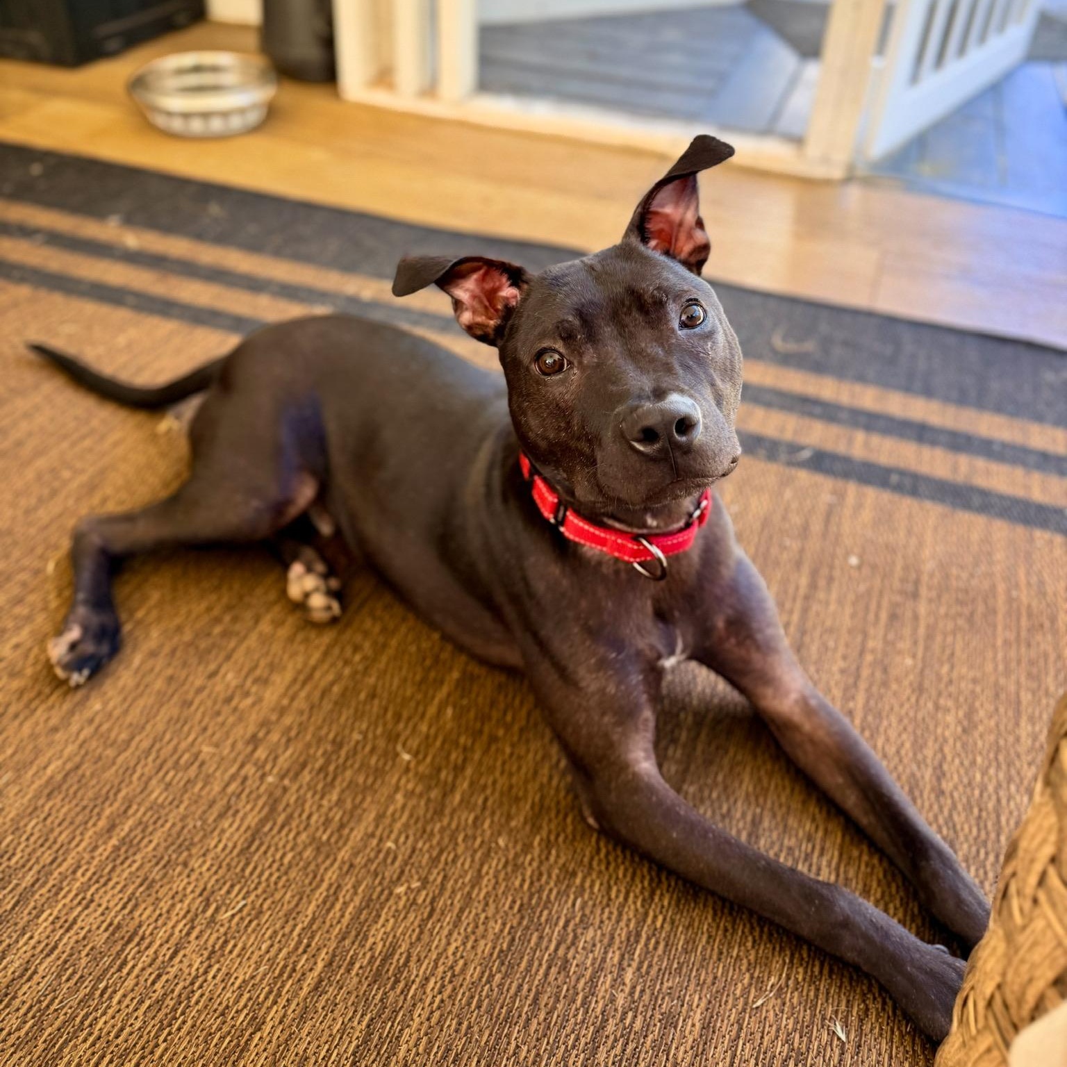 Enlarge Marvin, a Adoptable Mixed Breed in Charlotte, NC image 5/6