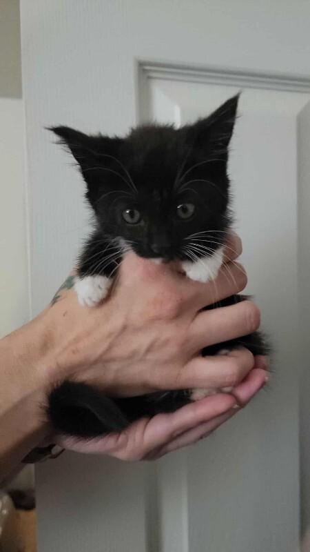 Enlarge Zombara, a Adoptable Domestic Short Hair in Kennewick, WA image 1/5