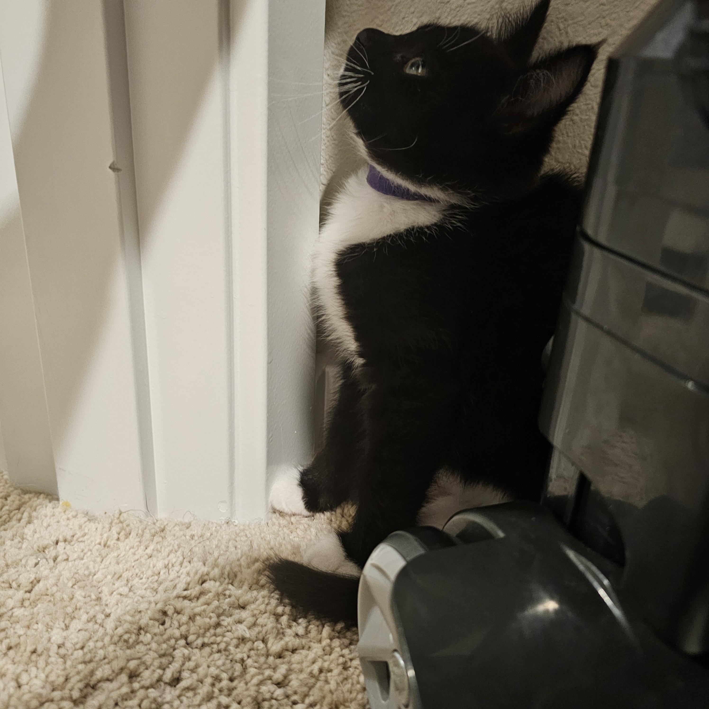 Enlarge Zombara, a Adoptable Domestic Short Hair in Kennewick, WA image 2/5