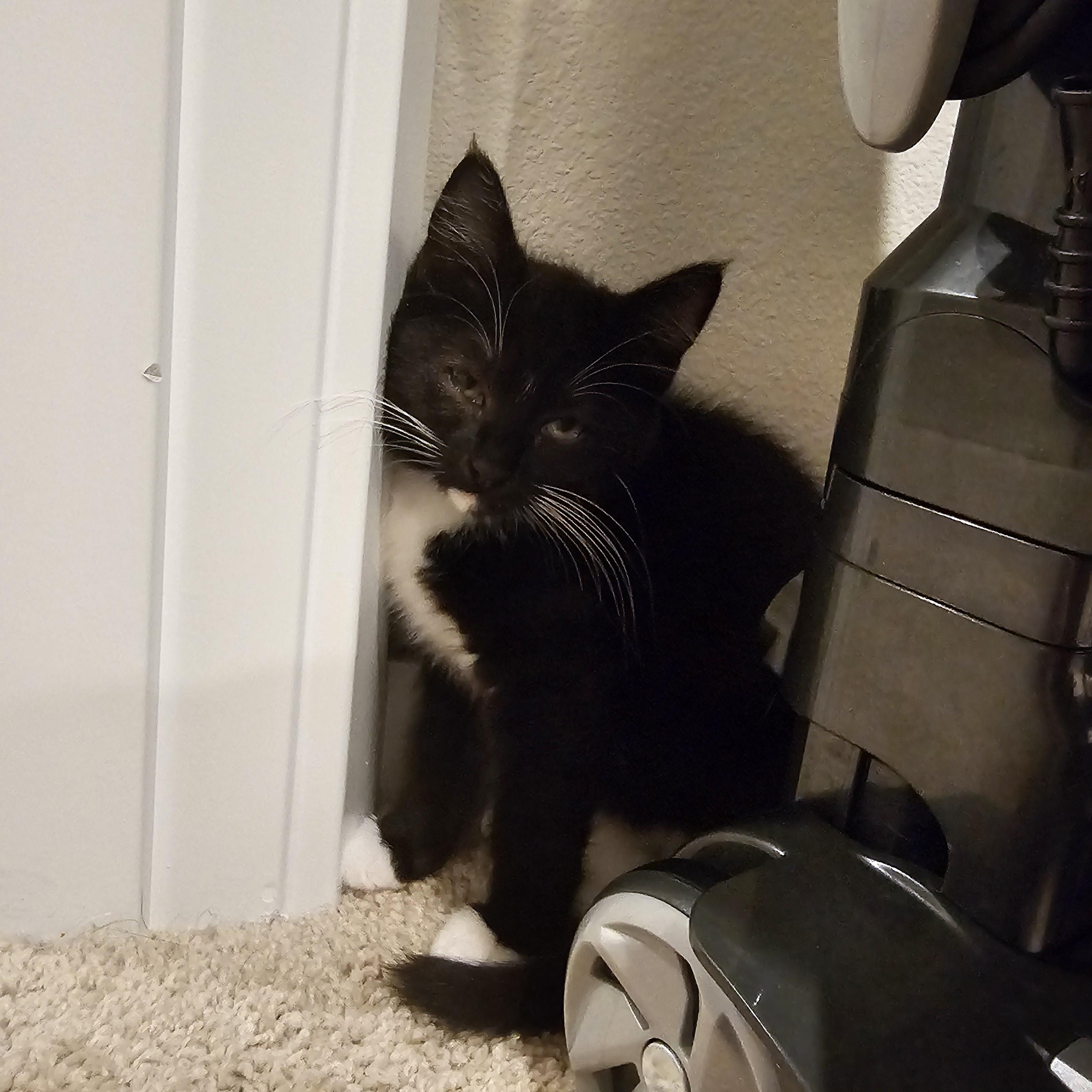 Enlarge Zombara, a Adoptable Domestic Short Hair in Kennewick, WA image 3/5