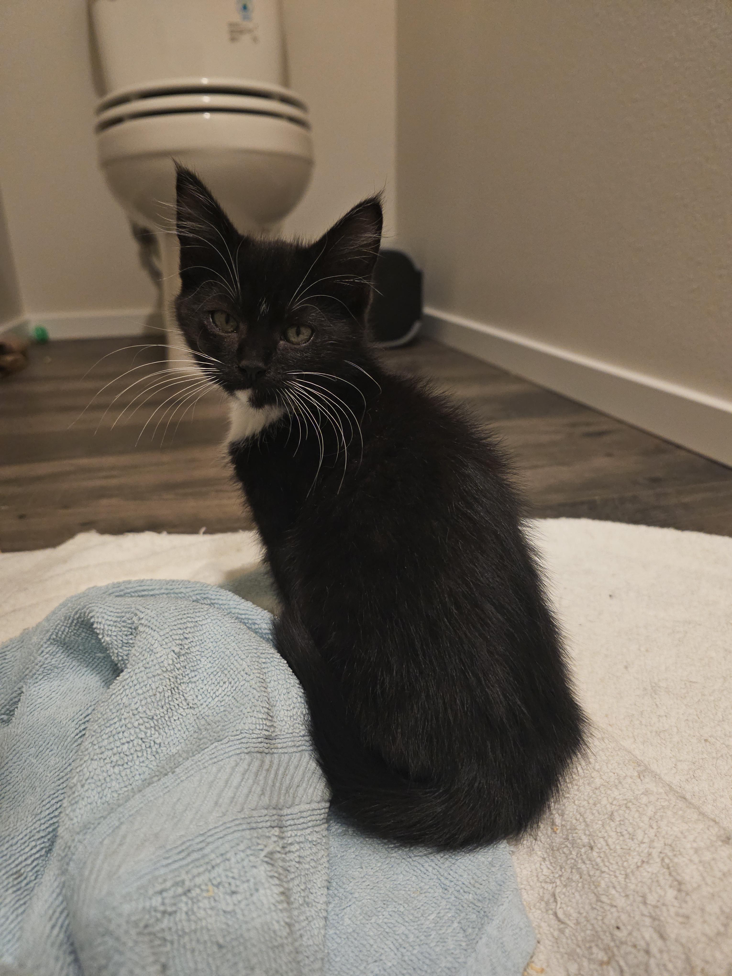 Enlarge Zombara, a Adoptable Domestic Short Hair in Kennewick, WA image 4/5