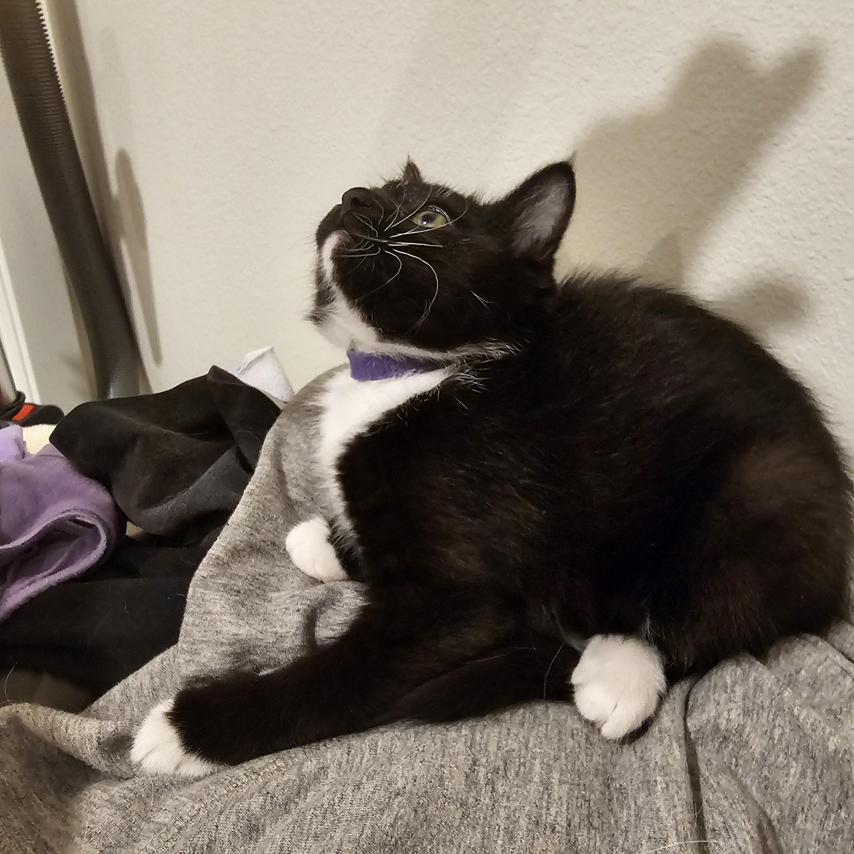 Enlarge Zombara, a Adoptable Domestic Short Hair in Kennewick, WA image 5/5