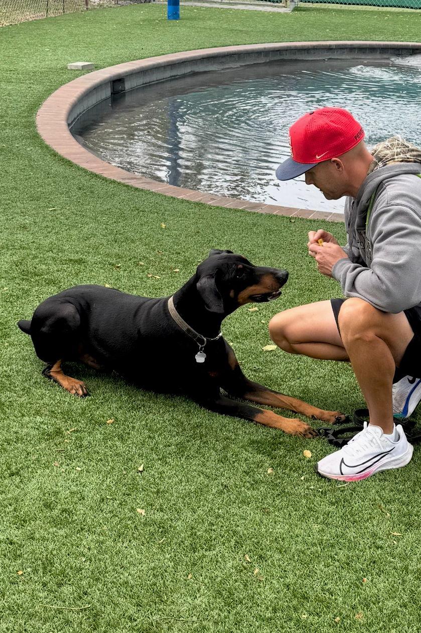 Enlarge Kane 3015, a Adoptable Doberman Pinscher in Oakland Park, FL image 1/3