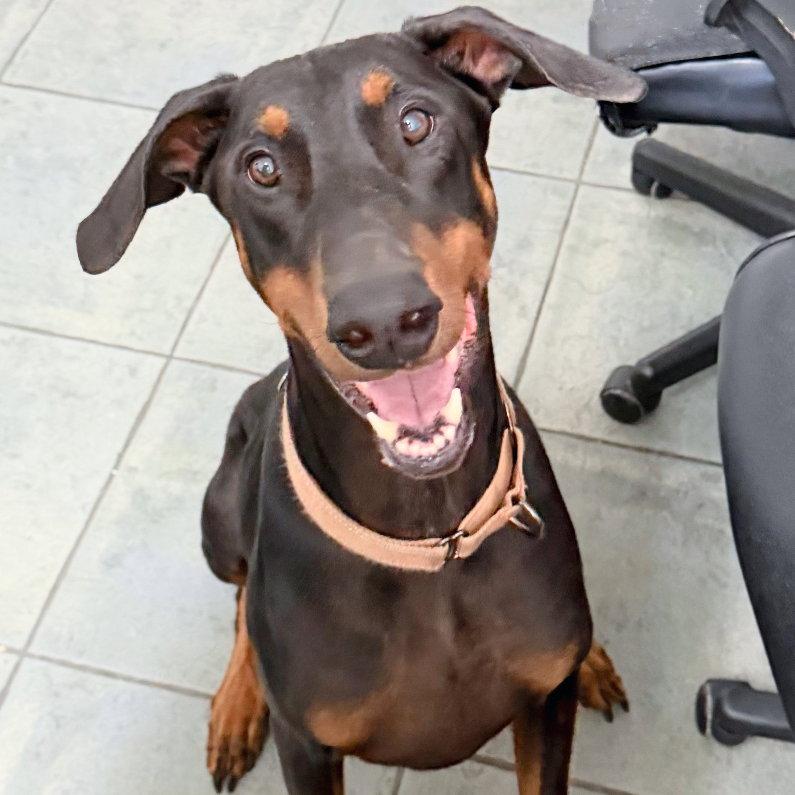 Enlarge Kane 3015, a Adoptable Doberman Pinscher in Oakland Park, FL image 1/3