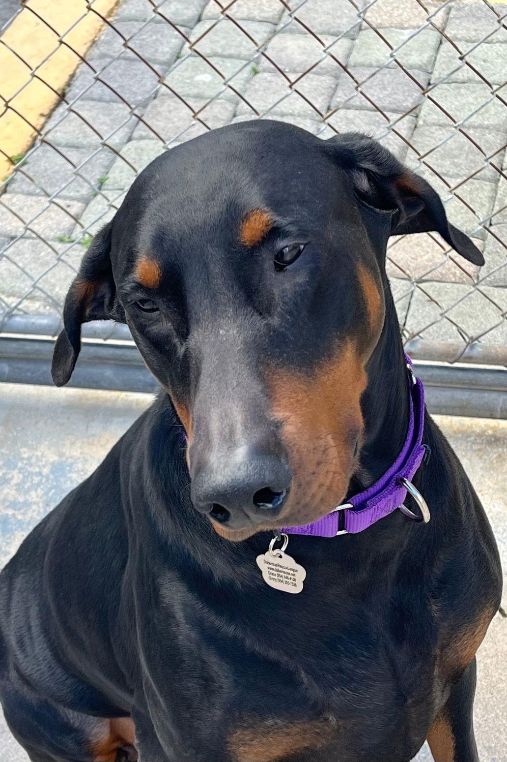 Kane 3015, Adoptable, Adult Male Doberman Pinscher.