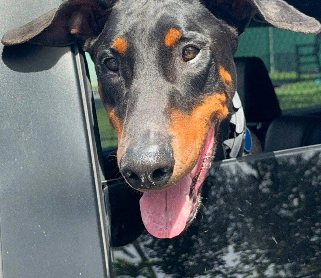 Kane 3015, Adoptable, Adult Male Doberman Pinscher.