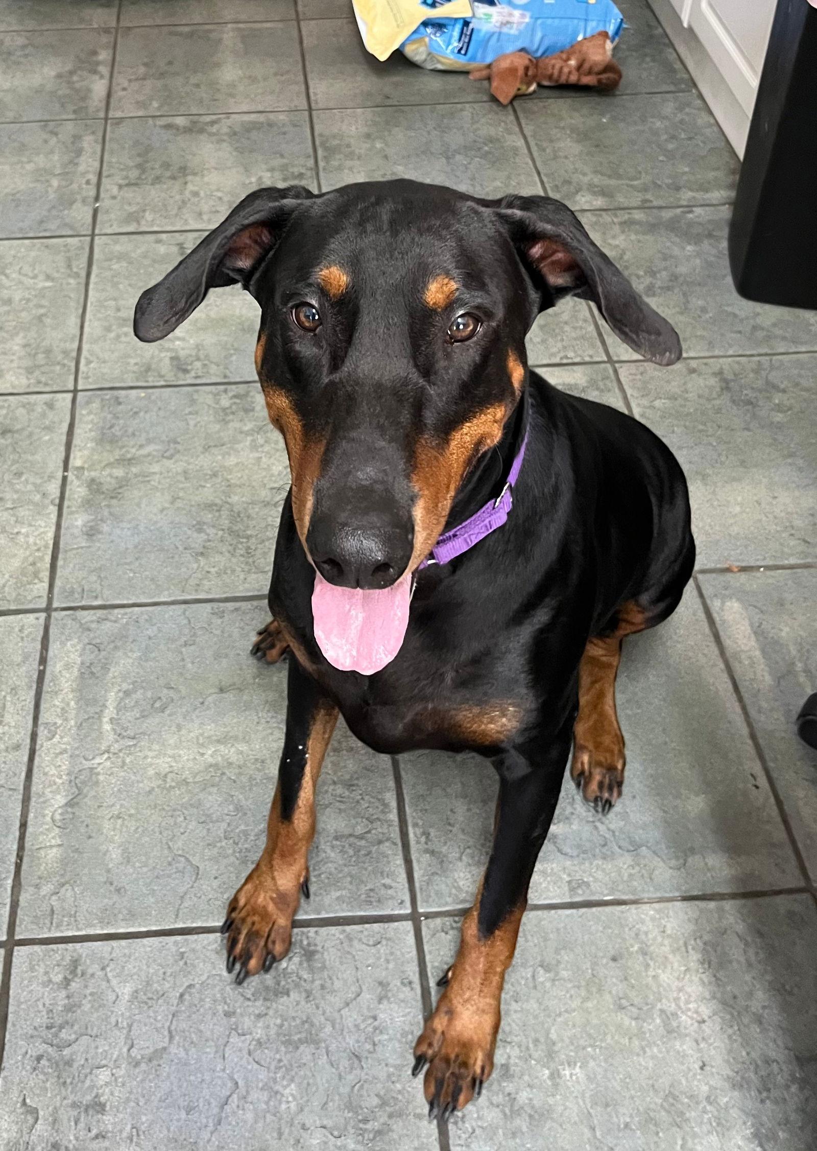 Enlarge Kane 3015, a Adoptable Doberman Pinscher in Oakland Park, FL image 2/3