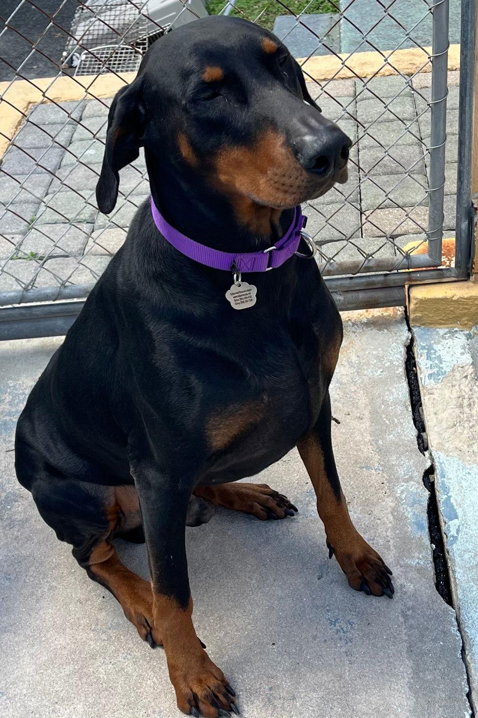 Enlarge Kane 3015, a Adoptable Doberman Pinscher in Oakland Park, FL image 3/3