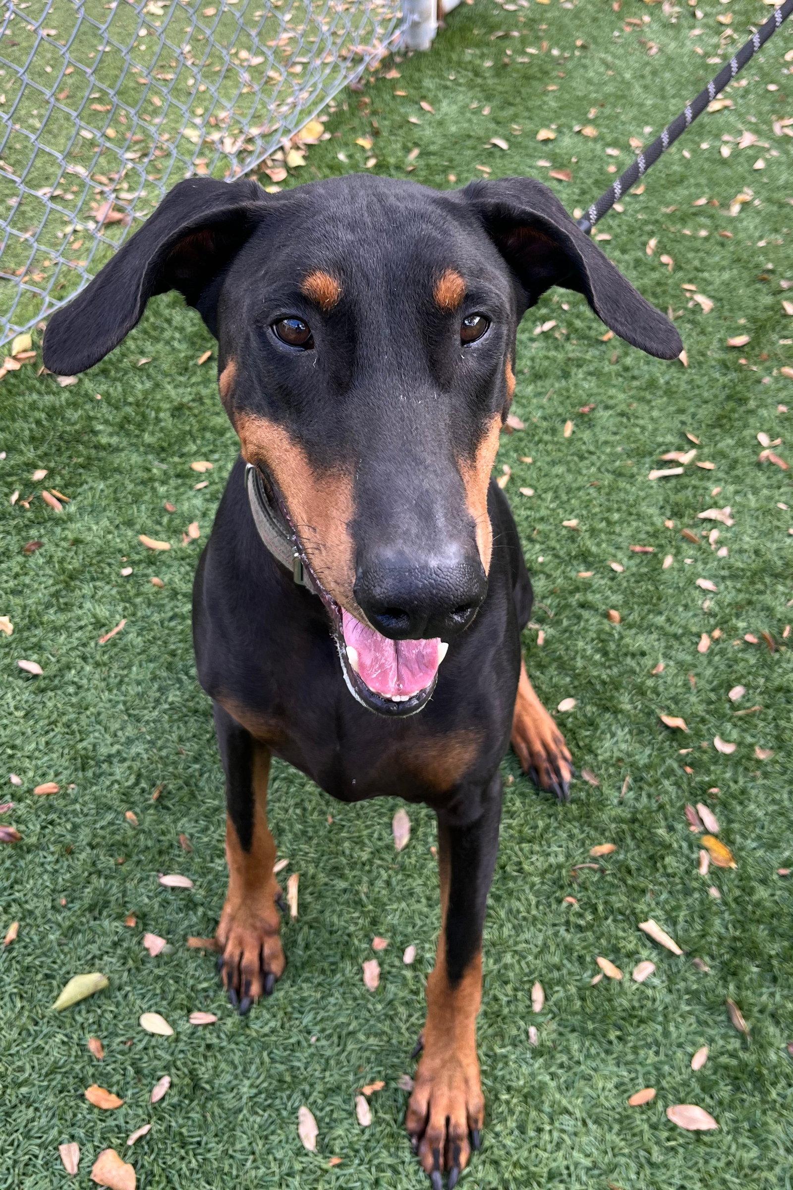 Enlarge Kane 3015, a Adoptable Doberman Pinscher in Oakland Park, FL image 2/3