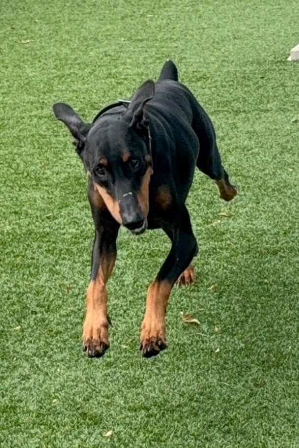Enlarge Kane 3015, a Adoptable Doberman Pinscher in Oakland Park, FL image 2/3