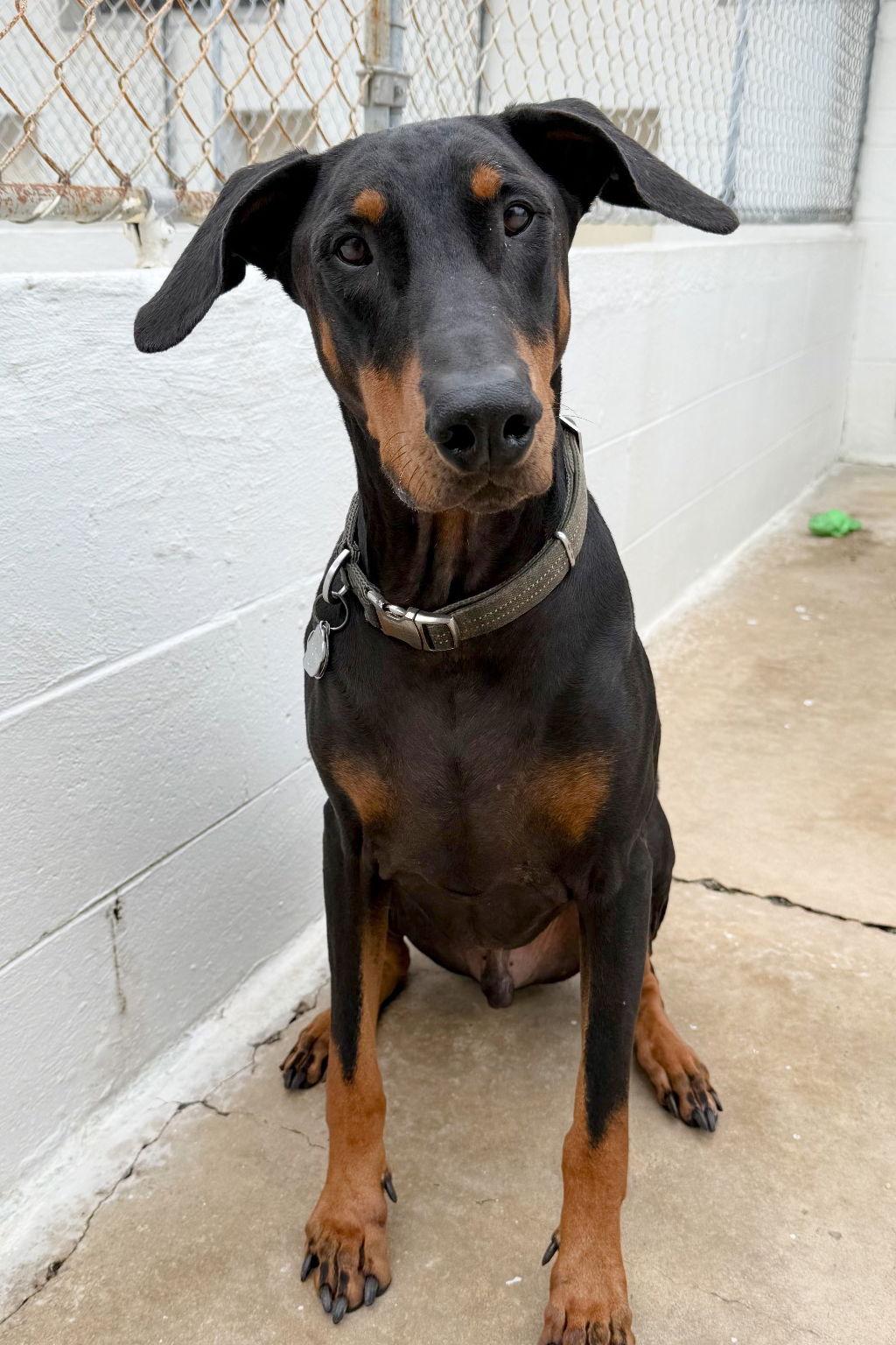 Enlarge Kane 3015, a Adoptable Doberman Pinscher in Oakland Park, FL image 3/3