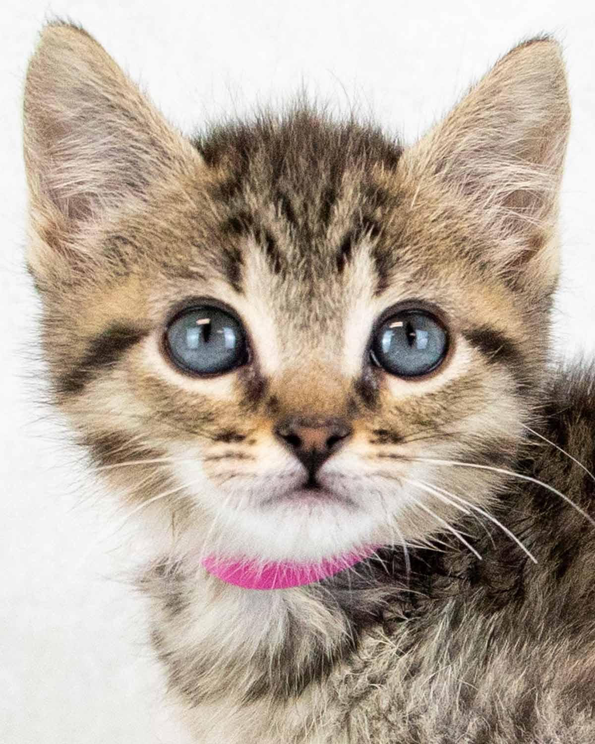 Shannon, adopted, Kitten Female Domestic Short Hair & Tabby.